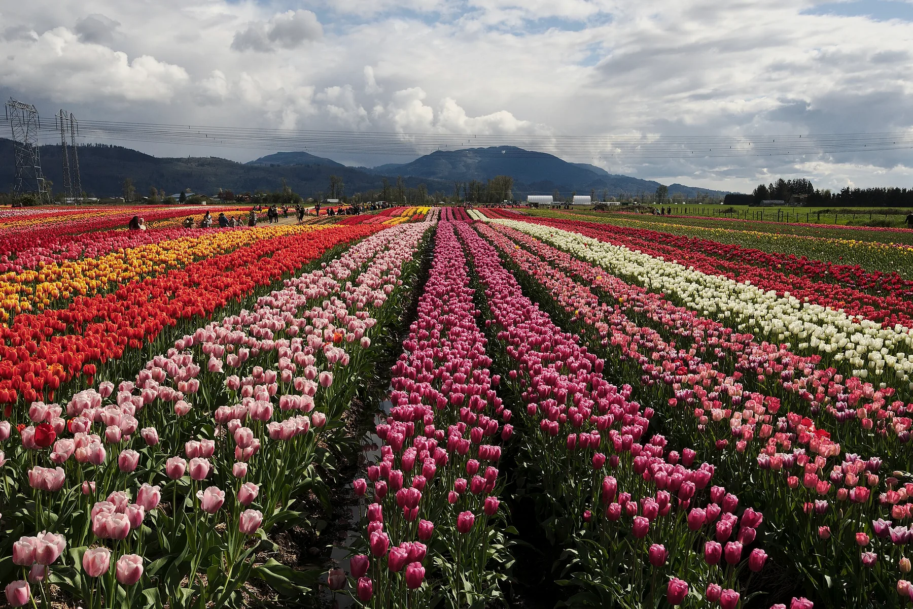 Tulip fields in bloom below the mountains at the Abbotsford Tulip Festival